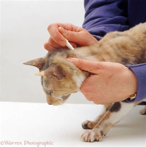 cat is licking flea medicine|cat poisoned by flea treatment.